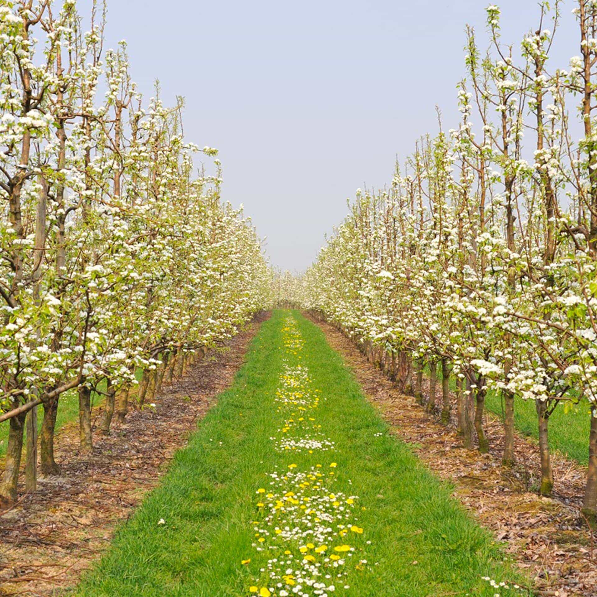 Diserbo sottofila di vigneti e frutteti: è arrivato Rexxar